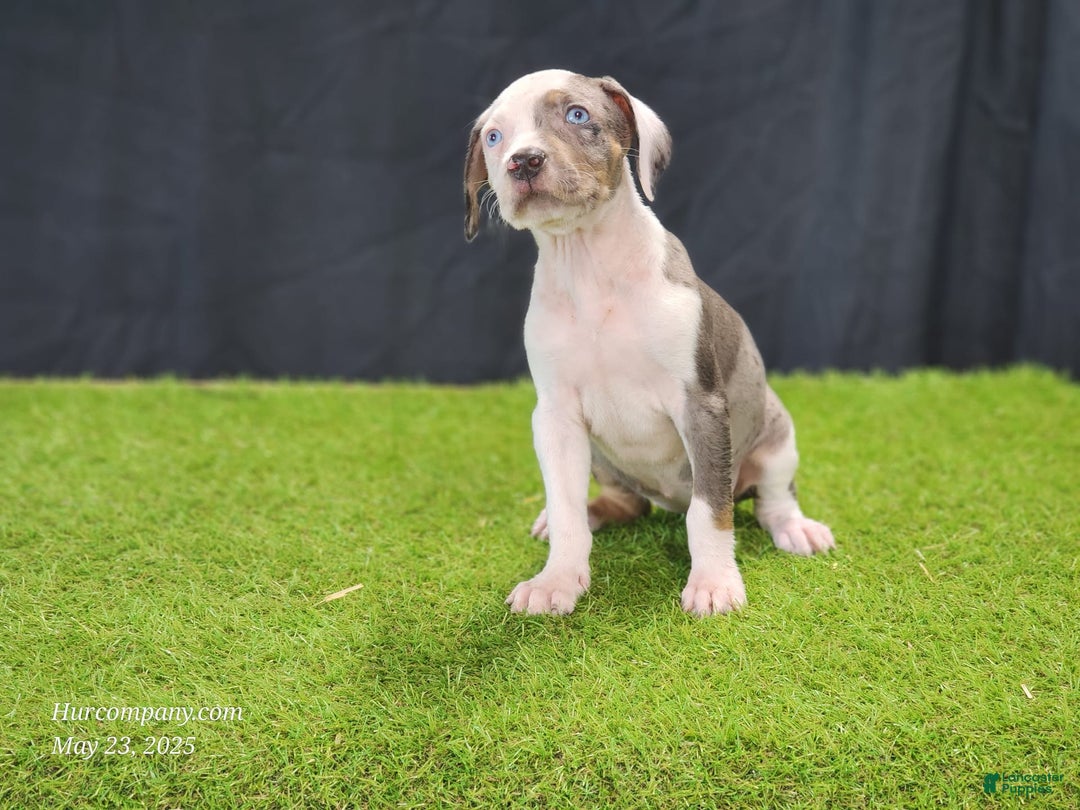Catahoula Leopard Dog dogs for sale: Diamond 2025 F1 - Image 7
