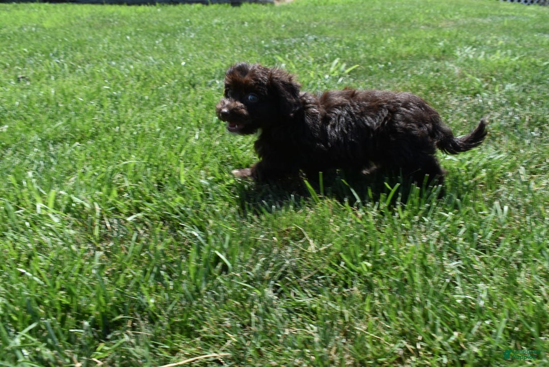 Havapoo dogs for sale: Annie - Image 8