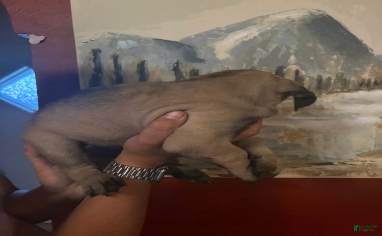 Cane Corso dogs for sale - Ad 2