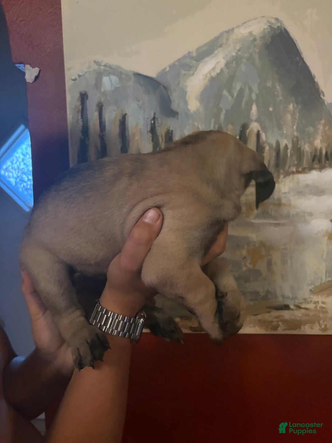 Cane Corso dogs for sale: Tamatoa - Image 1