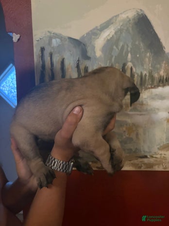Cane Corso dogs for sale - Ad 2