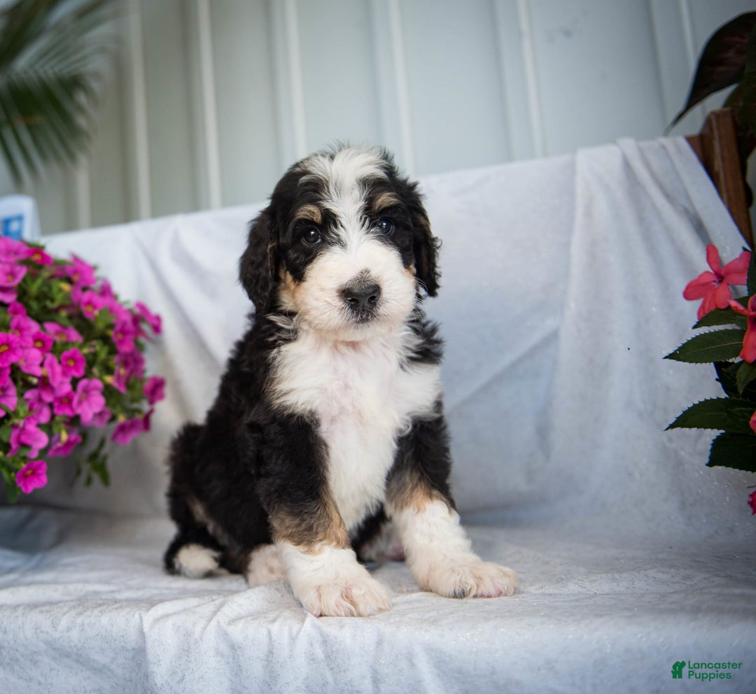 Bernedoodle dogs for sale: Joker - Image 9