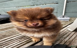 Pomeranian dogs for sale: Alfred - Image 4