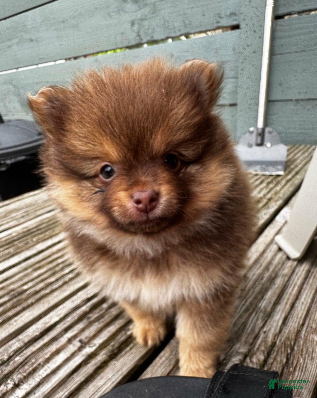 Pomeranian dogs for sale: Alfred - Image 4