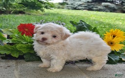 Havanese dogs for sale: Dusty - Image 2