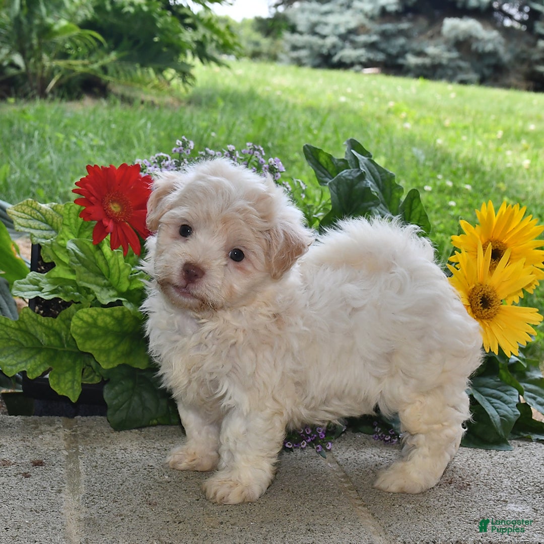 Havanese dogs for sale: Dusty - Image 2