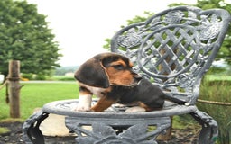 Beagle dogs for sale: Ava - Image 4