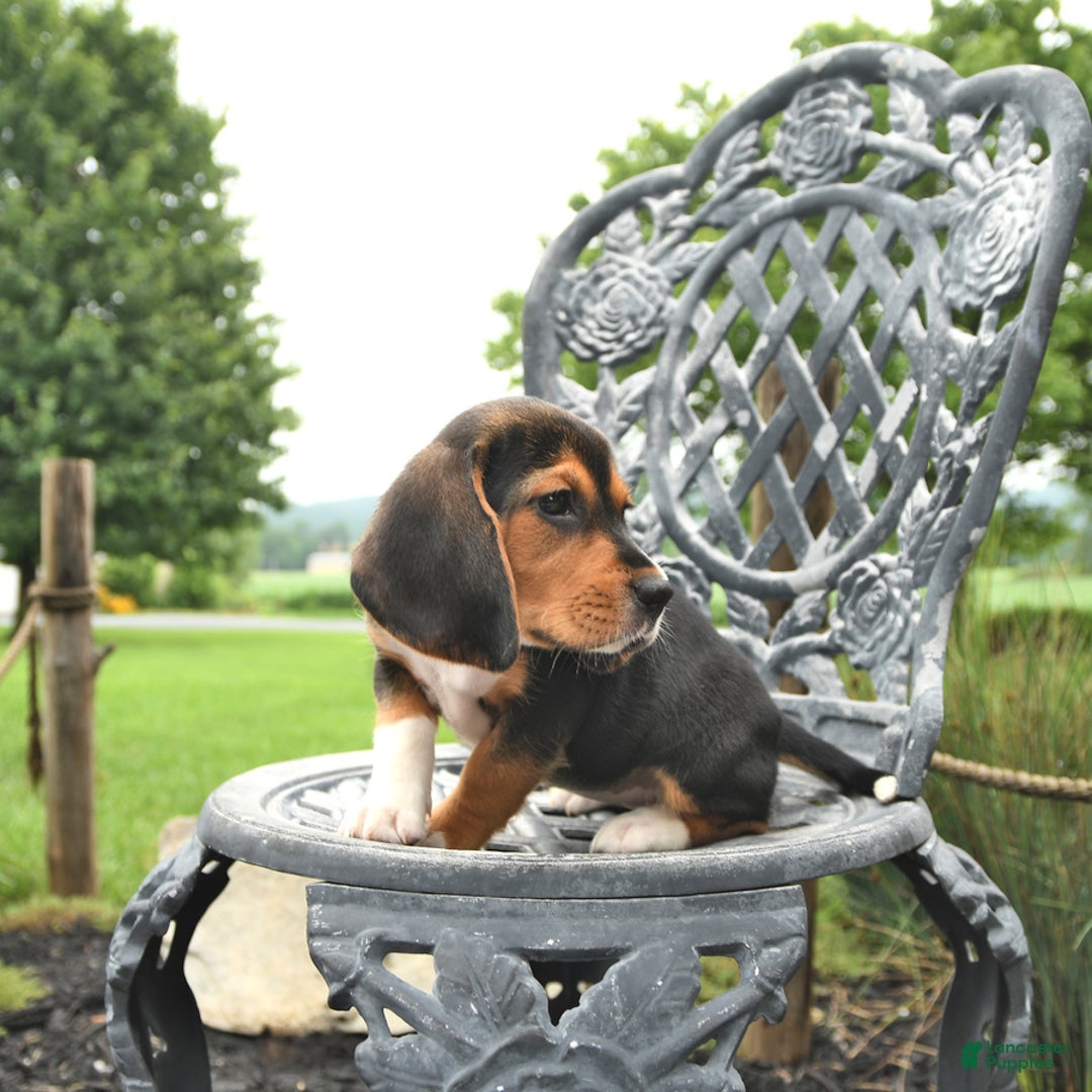 Beagle dogs for sale: Ava - Image 4