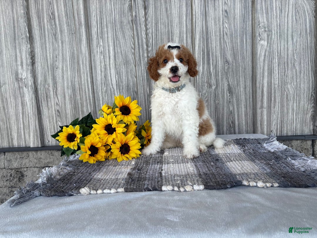 Mini Goldendoodle dogs for sale: Debbie - Image 3