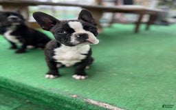 Frenchton dogs for sale: Sebastian - Image 1
