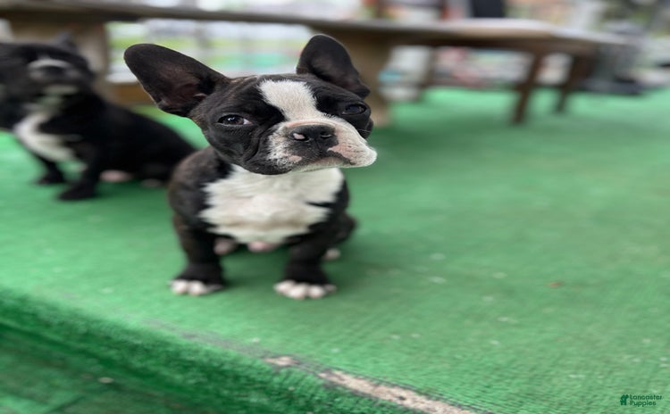 Frenchton dogs for sale - Ad 2