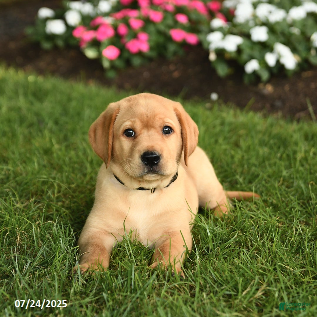 Labrador Retriever dogs for sale: Sailor - Image 5