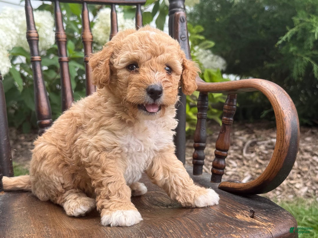 Goldendoodle dogs for sale: Butterscotch - Image 4