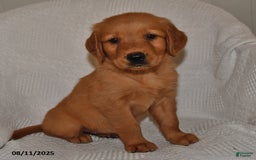 Golden Retriever dogs for sale: Maggie - Image 1