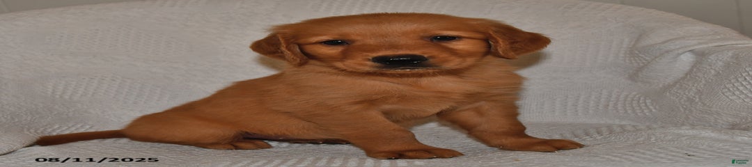 Maggie