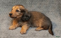 Miniature Dachshund dogs for sale: Summer - Image 3