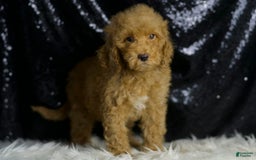 Mini Goldendoodle dogs for sale: Charger - Image 3
