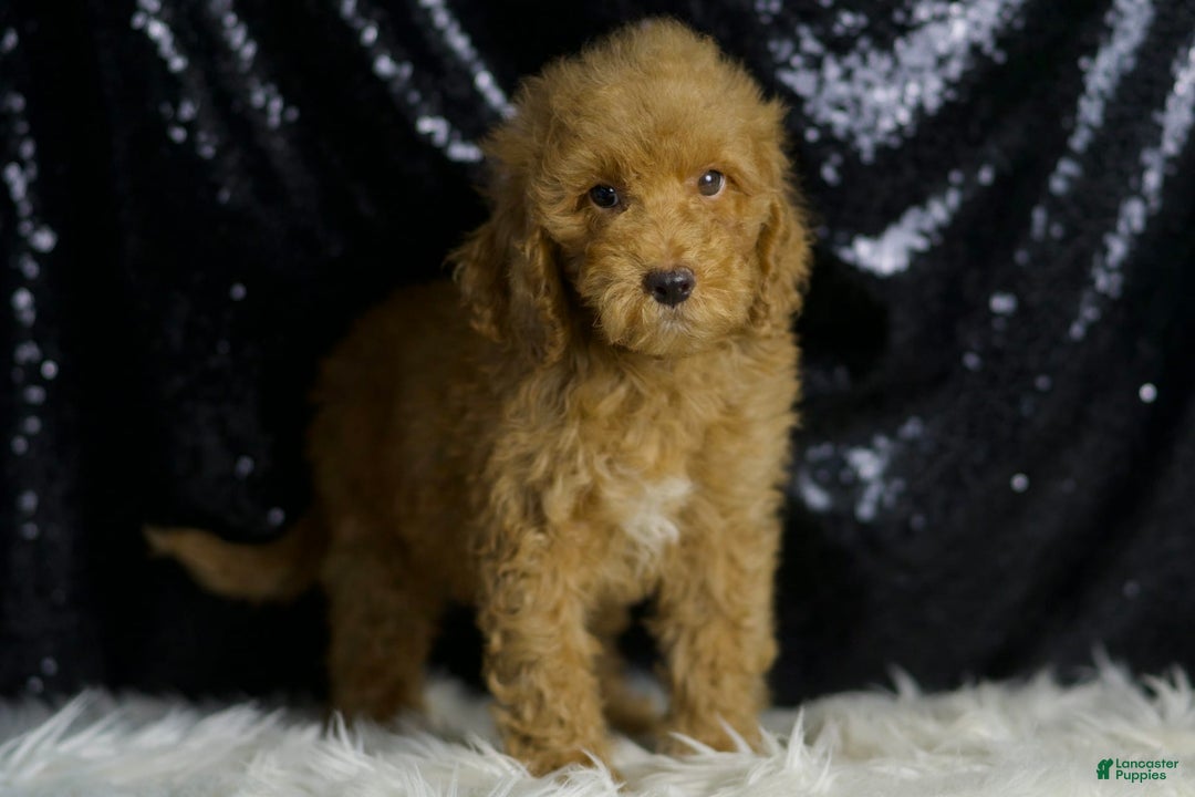 Mini Goldendoodle dogs for sale: Charger - Image 3