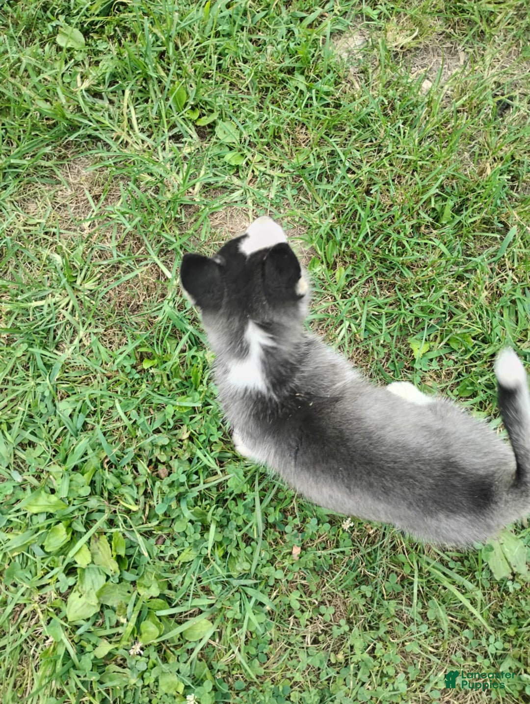 Siberian Husky dogs for sale: Mary - Image 18