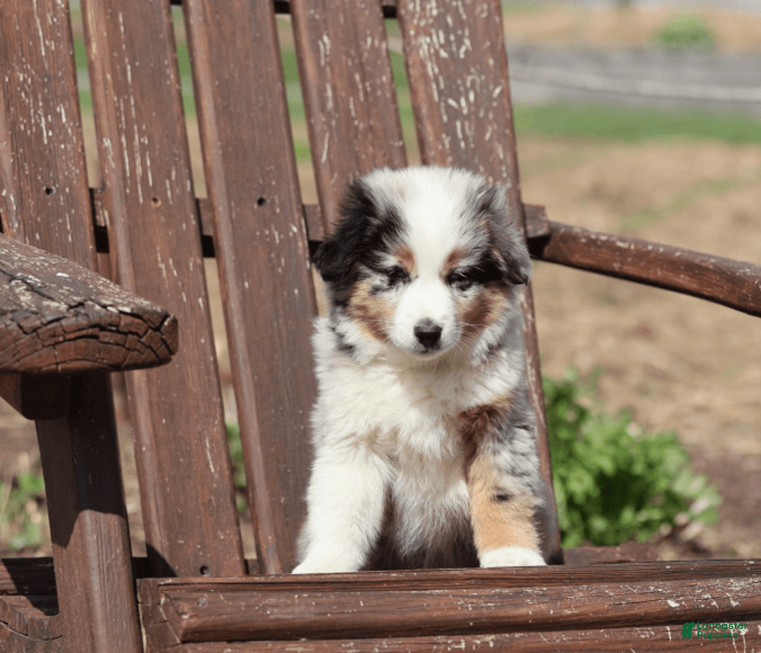 Miniature Australian Shepherd dogs for sale: Washington - Image 4