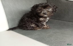 Havapoo dogs for sale: Sally - Image 5