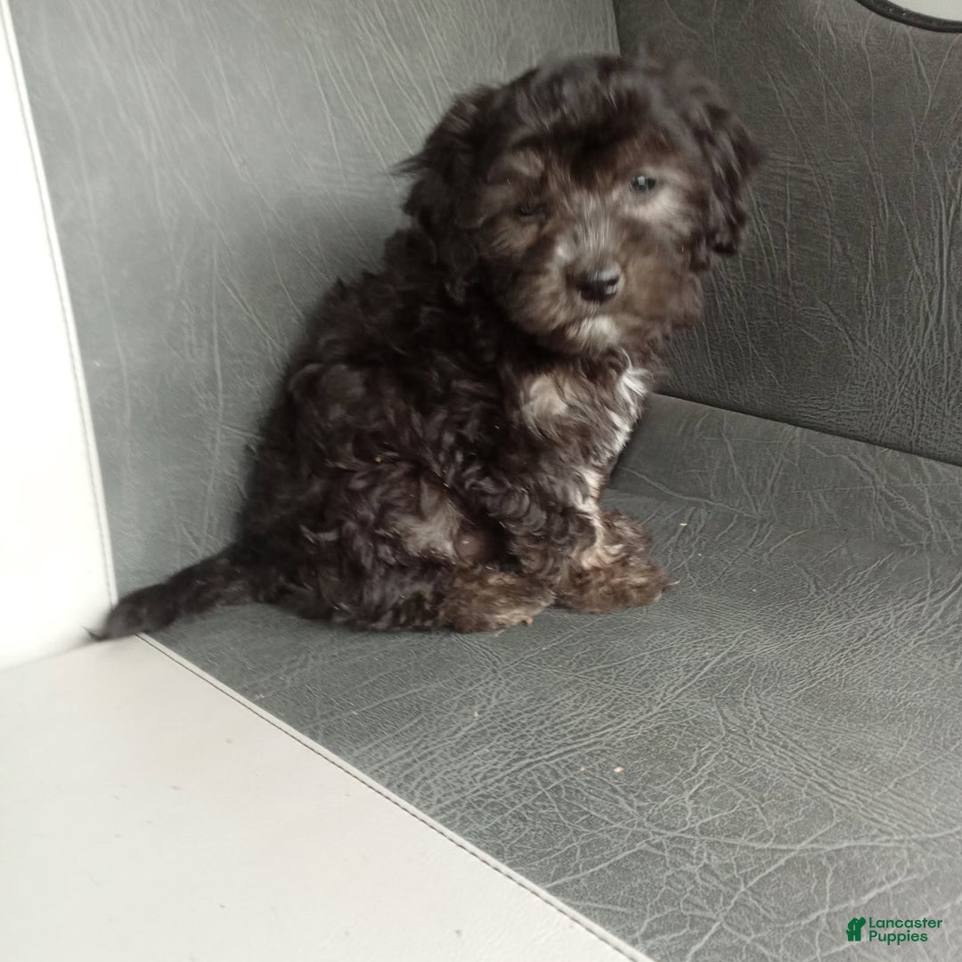 Havapoo dogs for sale: Sally - Image 5