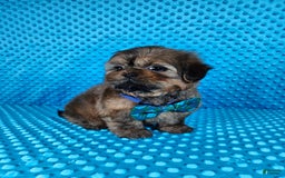 Shih Tzu dogs for sale: Koda - Image 8