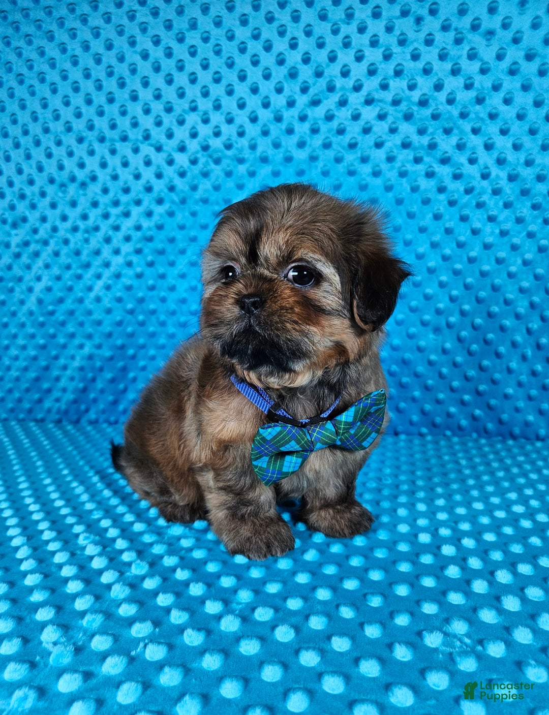 Shih Tzu dogs for sale: Koda - Image 8