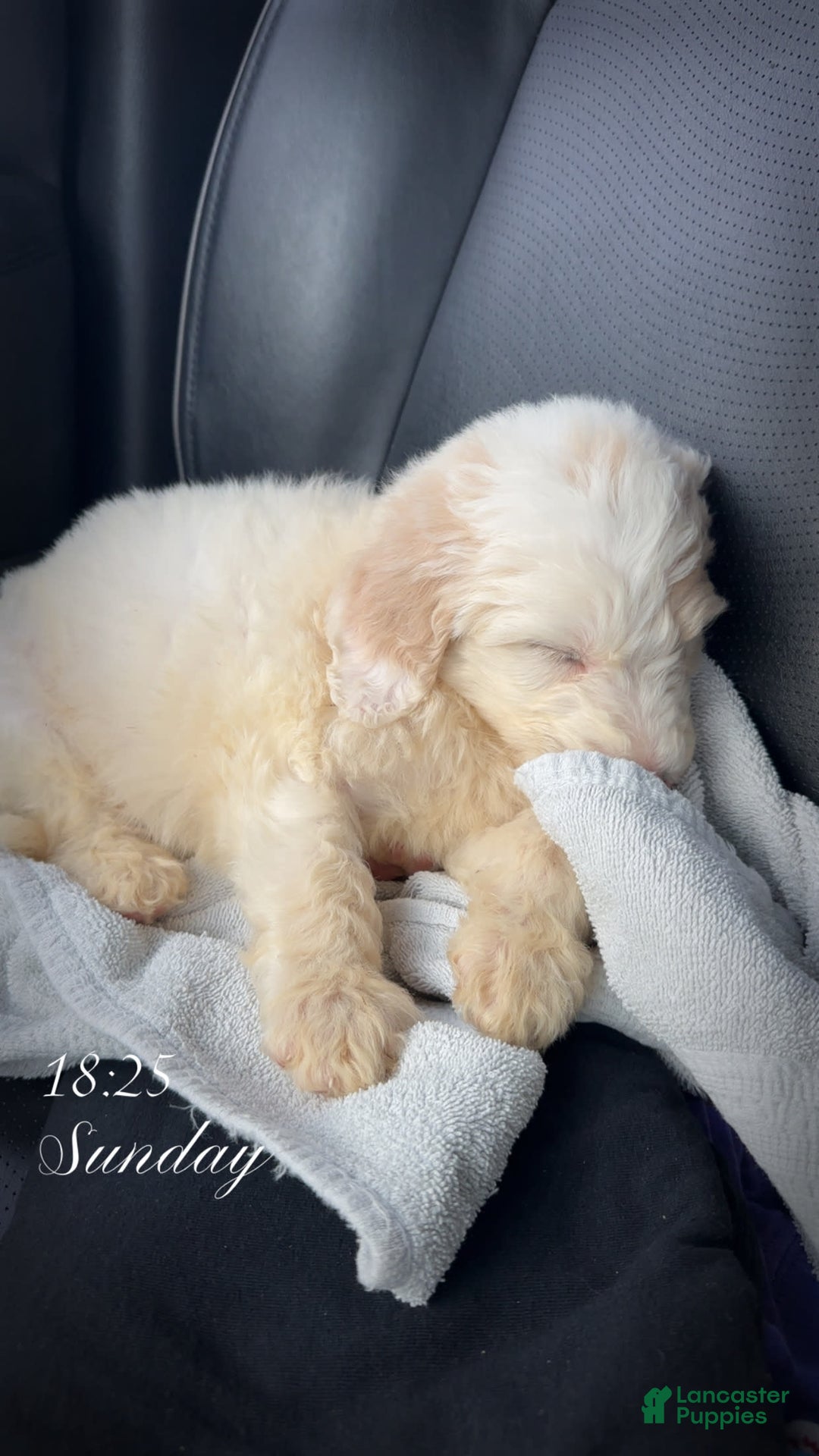 Newfypoo dogs for sale: Captain America - Image 6