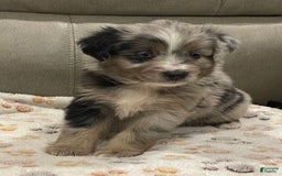 Miniature Australian Shepherd dogs for sale: Princess Elsa - Image 5