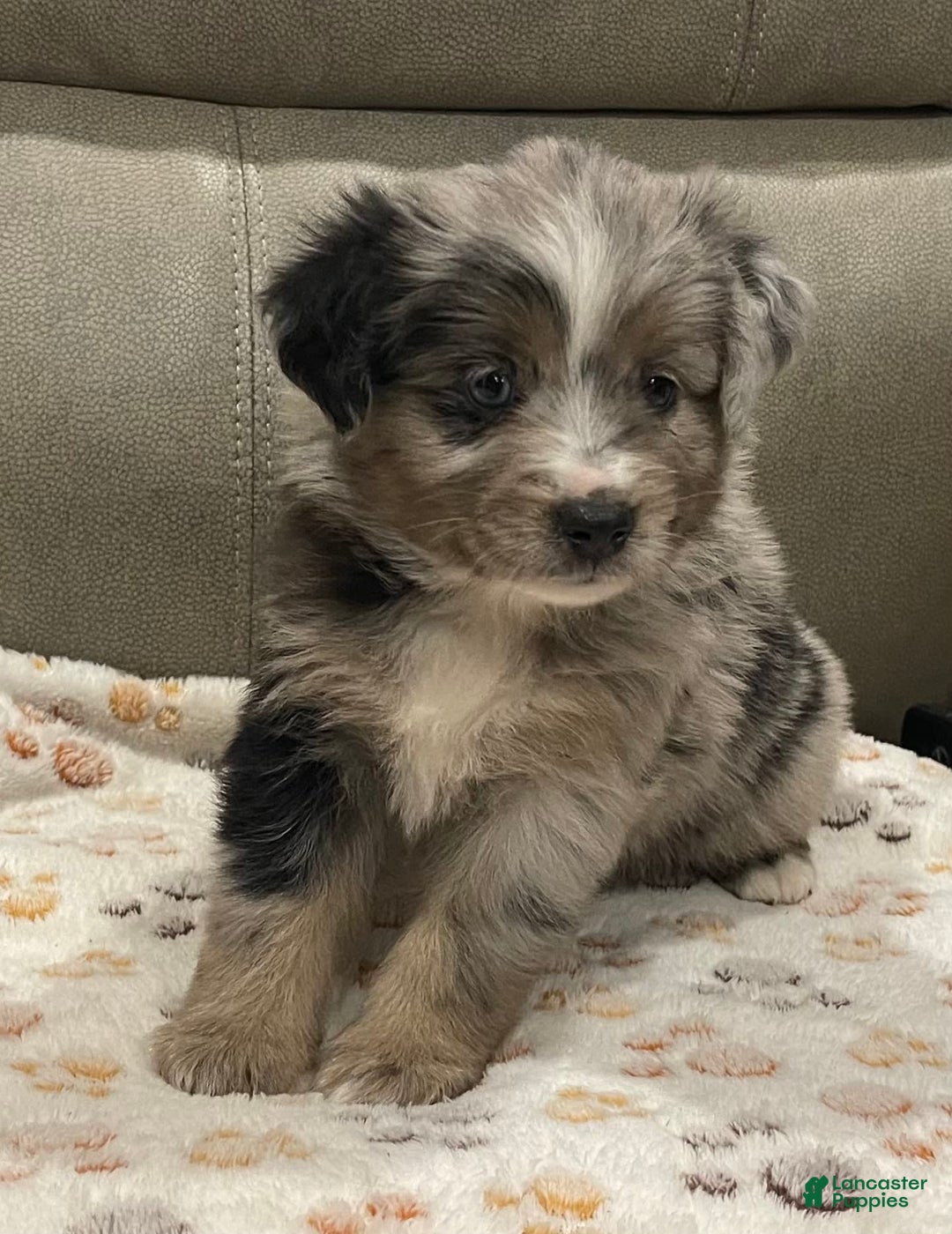 Miniature Australian Shepherd dogs for sale: Princess Elsa - Image 5