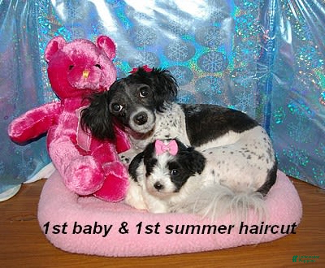 Havanese dogs for sale: Koko Boy - Image 2
