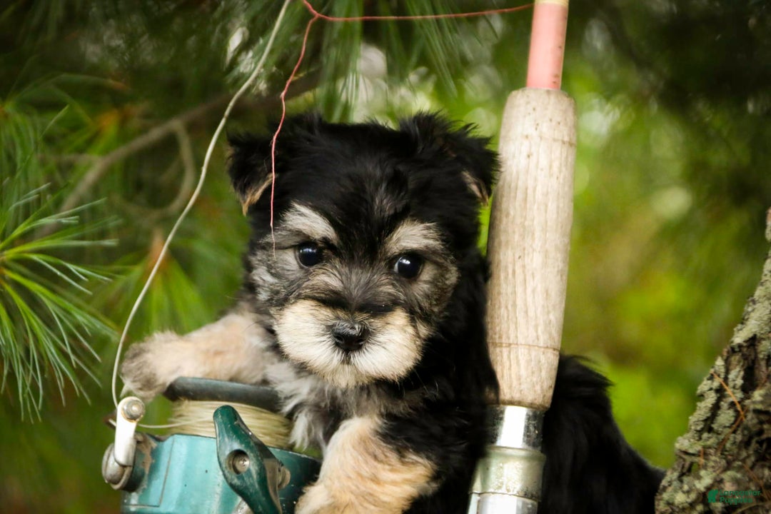Morkie dogs for sale: Skipper - Image 6