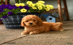 Cockapoo dogs for sale: Cockapoo 9 puppies - Image 4