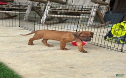 Rhodesian Ridgeback dogs for sale: Captain - Image 4