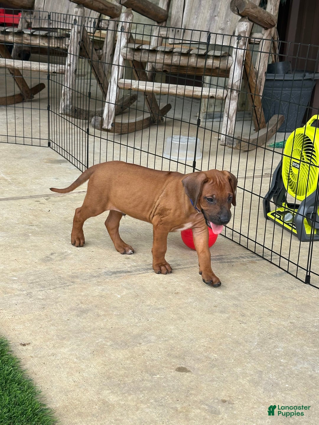 Rhodesian Ridgeback dogs for sale: Captain - Image 4