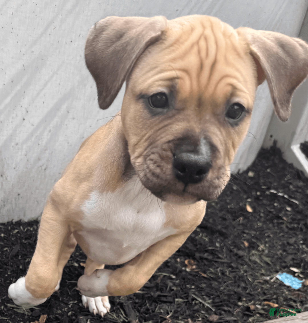 American Pit Bull Terrier dogs for sale: Pincess - Image 12
