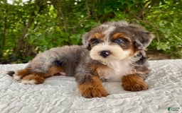Bernedoodle dogs for sale: Alexander - Image 3