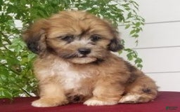 Shihpoo dogs for sale: Jasper - Image 2