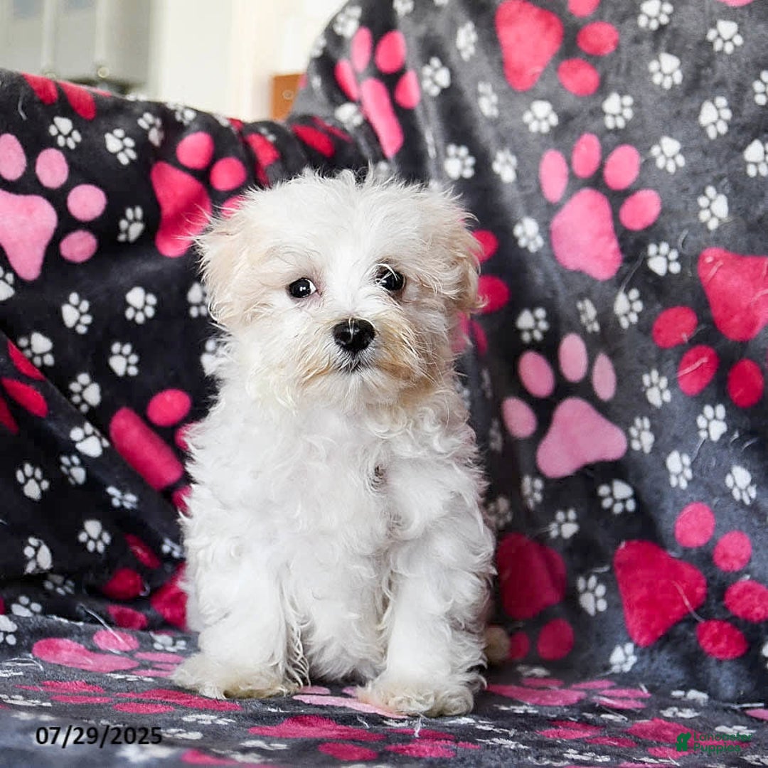 Maltese dogs for sale: Jasper - Image 3