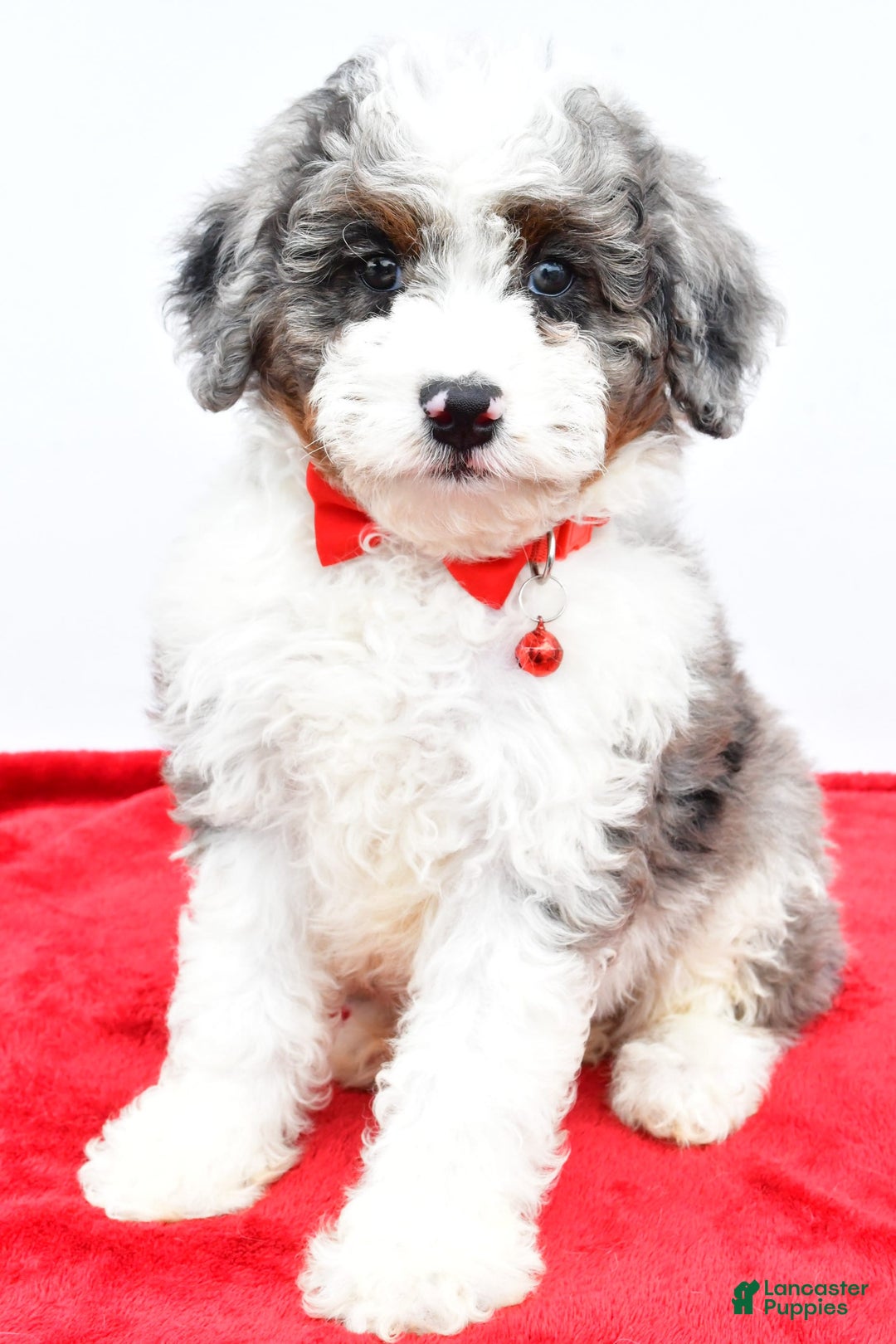 Mini Aussiedoodle dogs for sale: Logan - Image 6