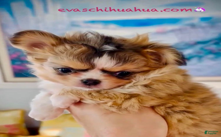 Chihuahua dogs for sale - Ad 1