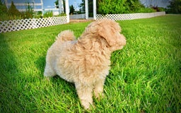 Havapoo dogs for sale: Wags - Image 7