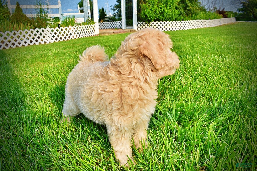 Havapoo dogs for sale: Wags - Image 7
