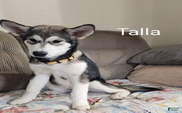 Alaskan Malamute dogs for sale: Talla - Image 1