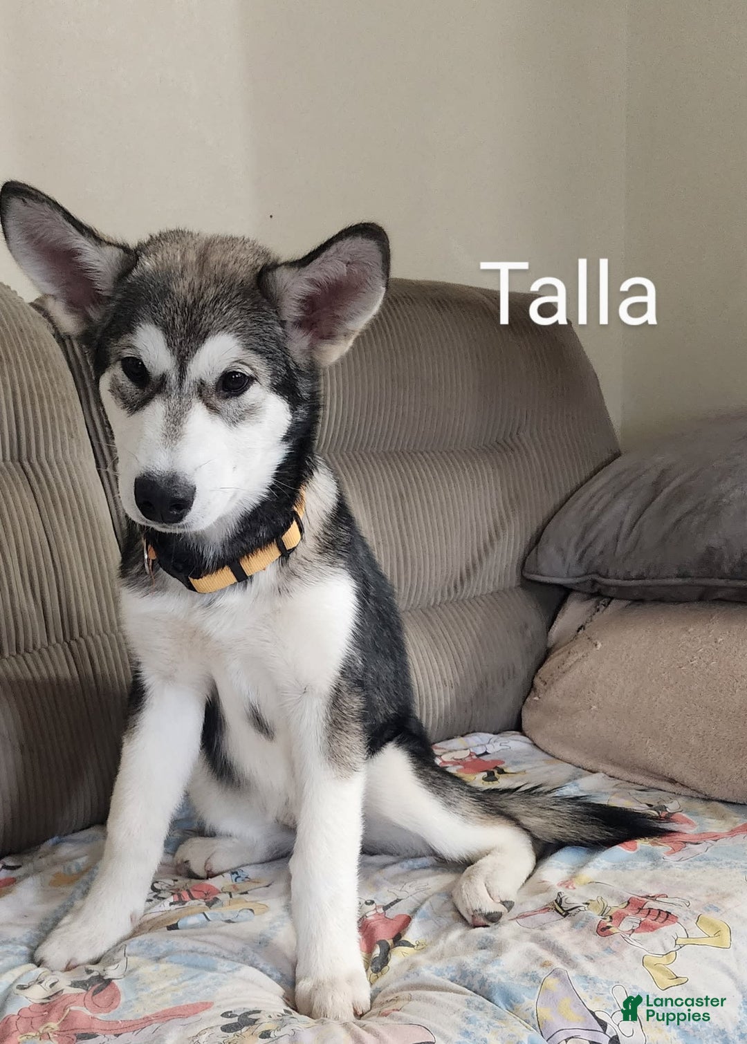 Alaskan Malamute dogs for sale: Talla - Image 1