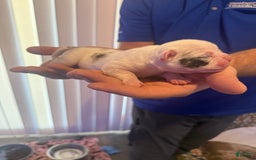Olde English Bulldogge dogs for sale: Ghost - Image 7
