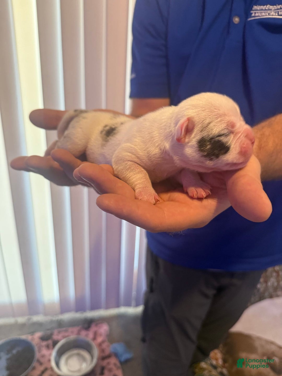 Olde English Bulldogge dogs for sale: Ghost - Image 7