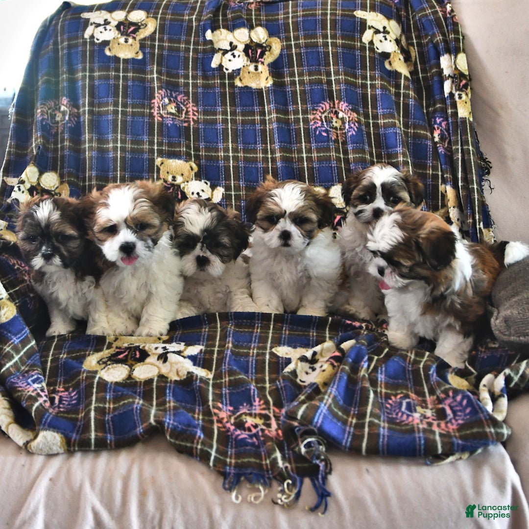 Shih Tzu dogs for sale: Bert - Image 2