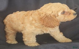 Cockapoo dogs for sale: Brooke - Image 6